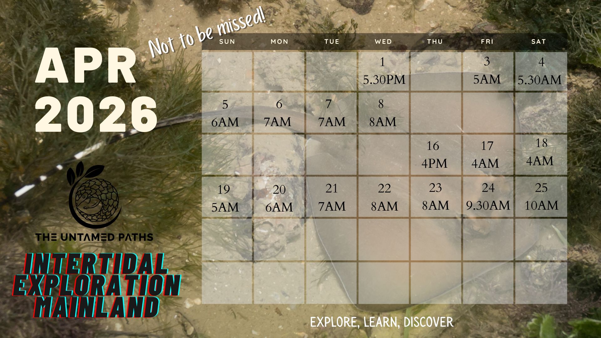 Intertidal Exploration - Mainland 4 Intertidal Walk Singapore with Nature Guides