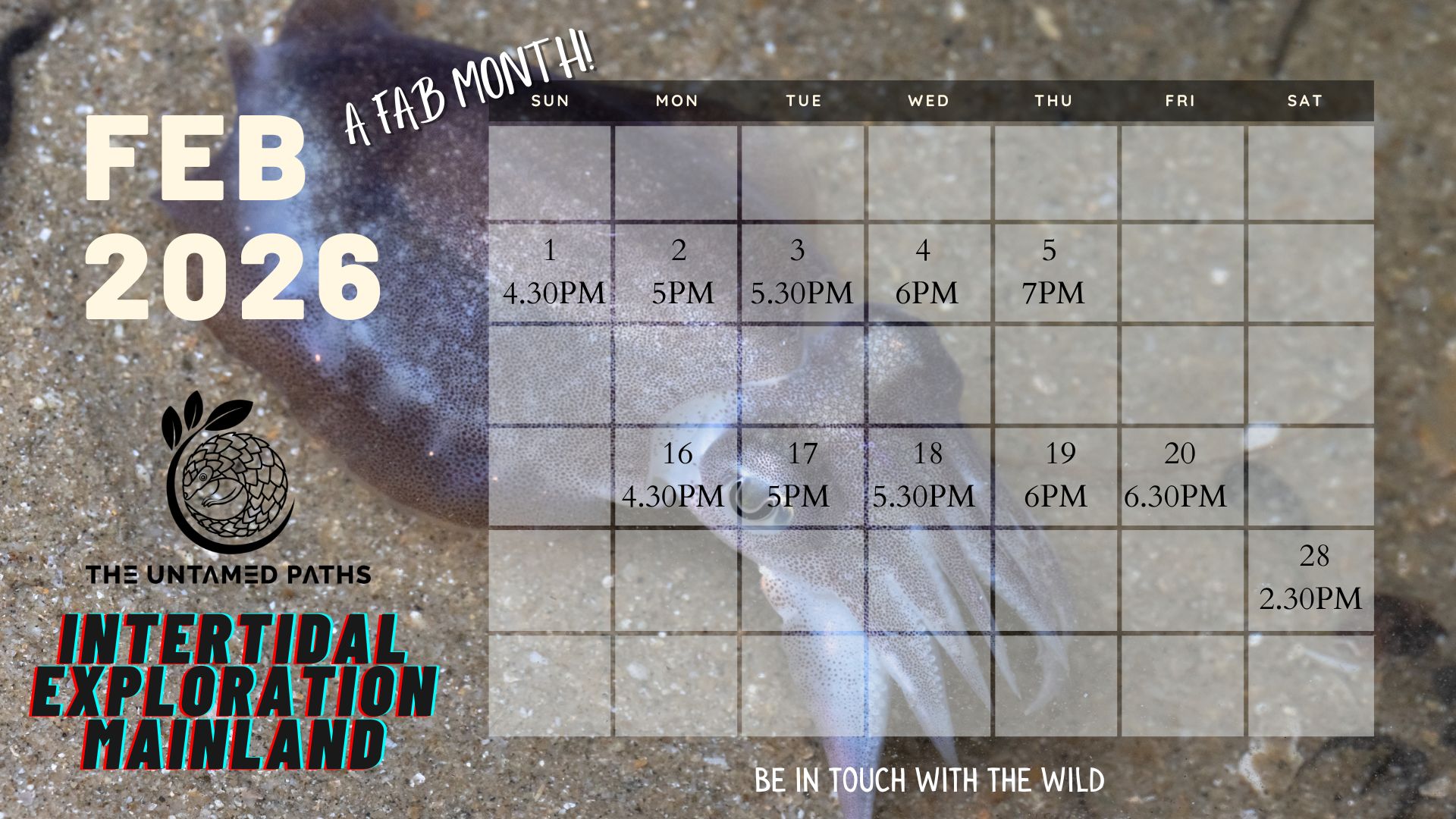 Intertidal Walk Singapore with Nature Guides