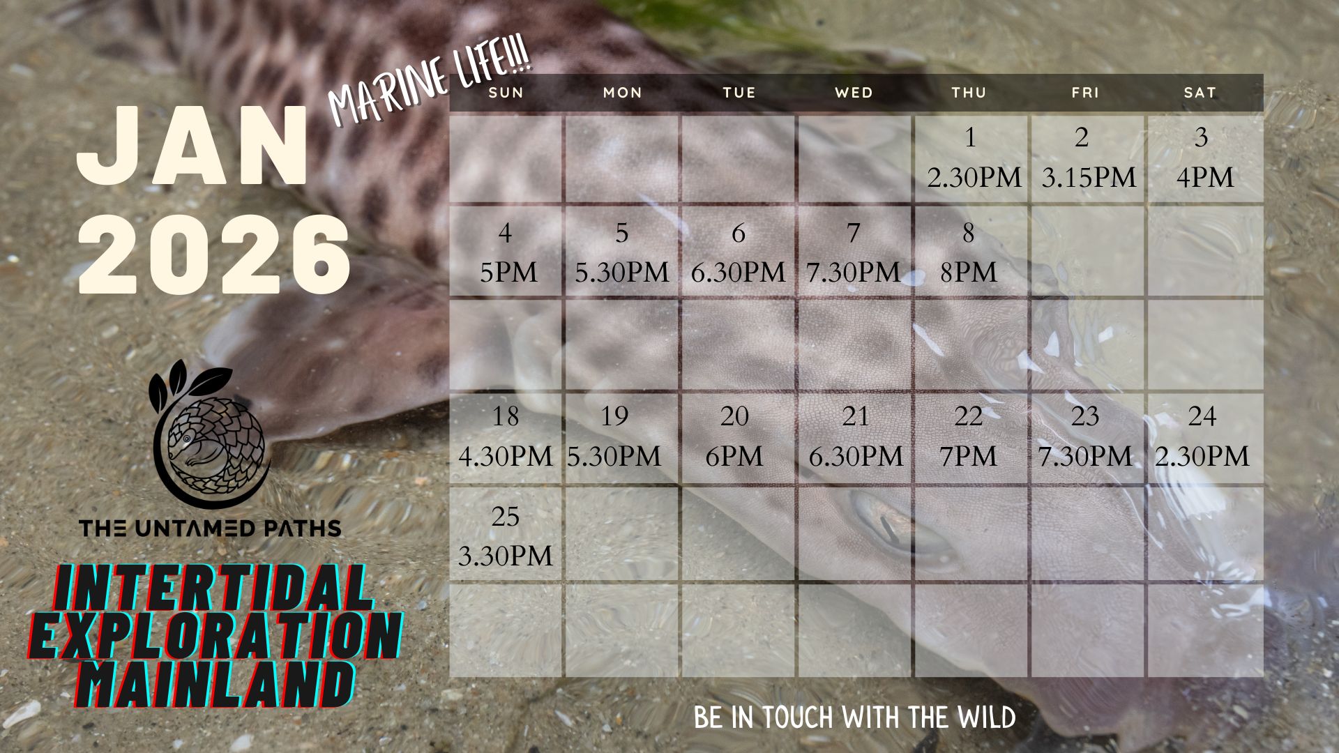 Intertidal Walk Singapore with Nature Guides