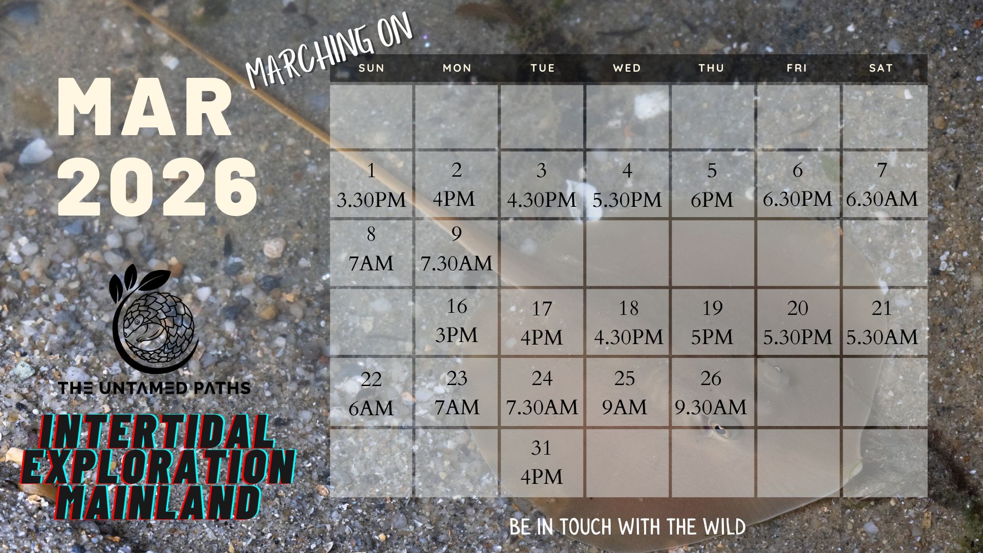 Intertidal Exploration - Mainland 3 Intertidal Walk Singapore with Nature Guides