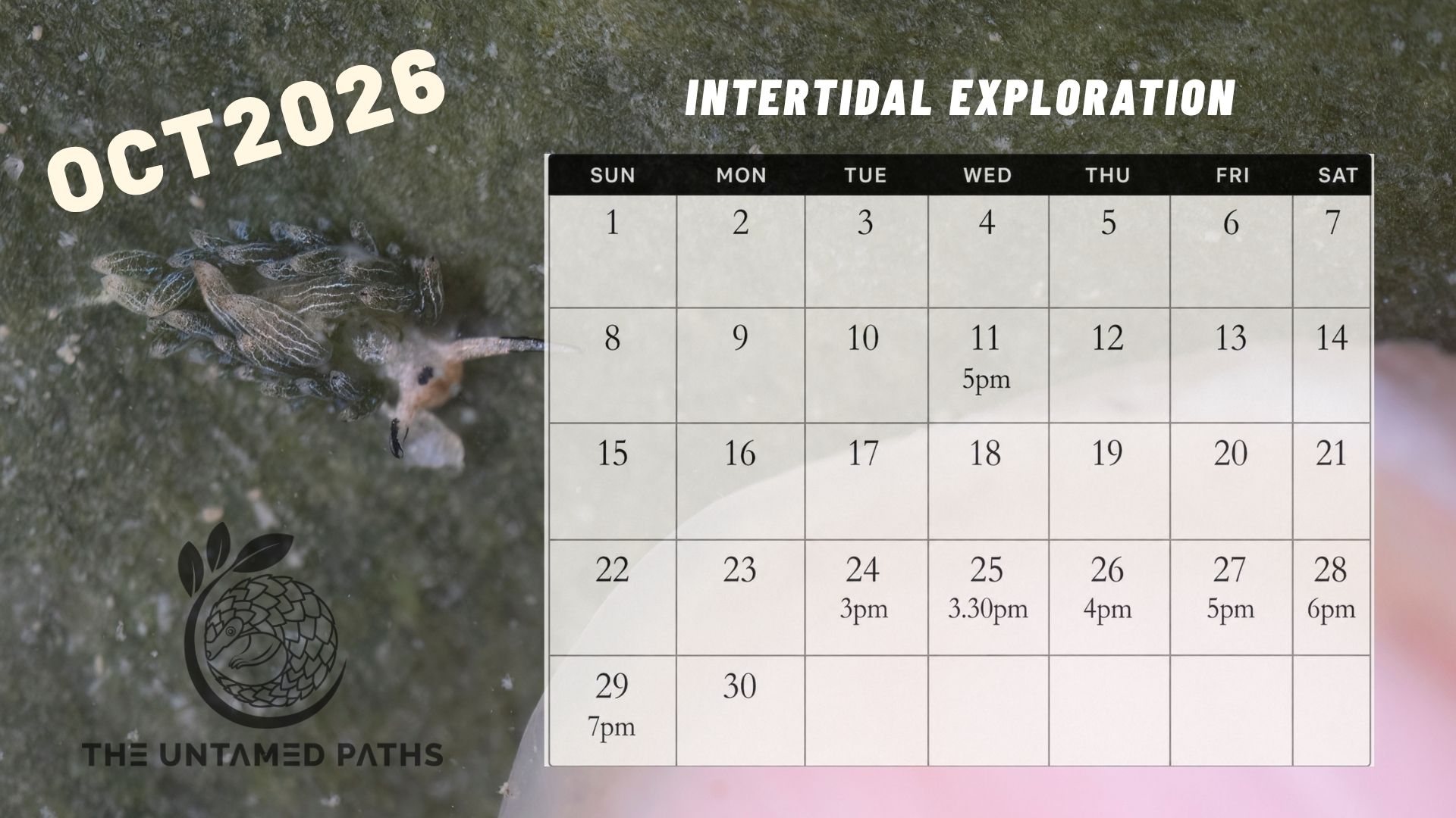 Nature Tours in Singapore. Herping, Birdwatching and Wildlife