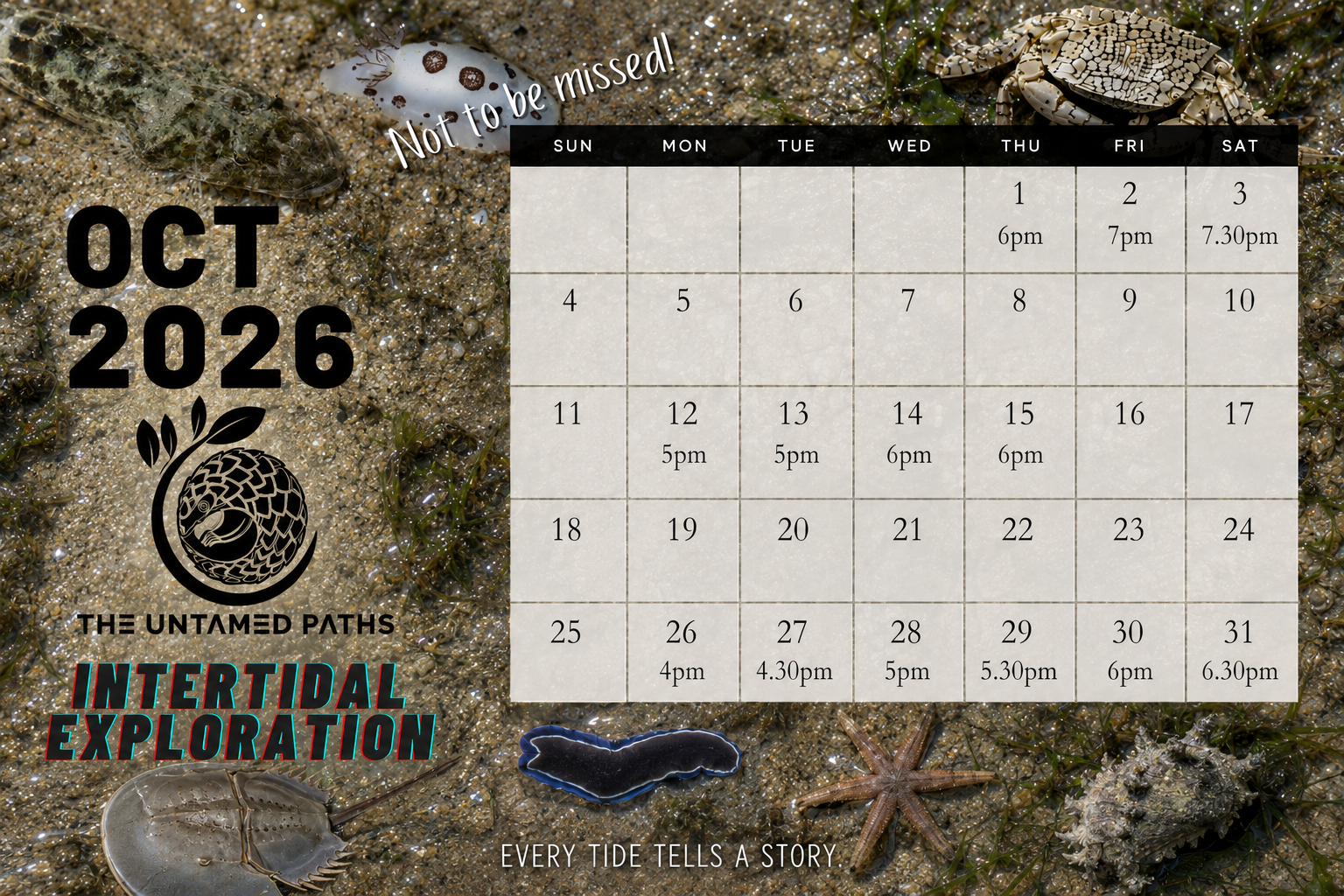 Intertidal Exploration - Mainland 4 Nature Tours in Singapore. Herping, Birdwatching and Wildlife
