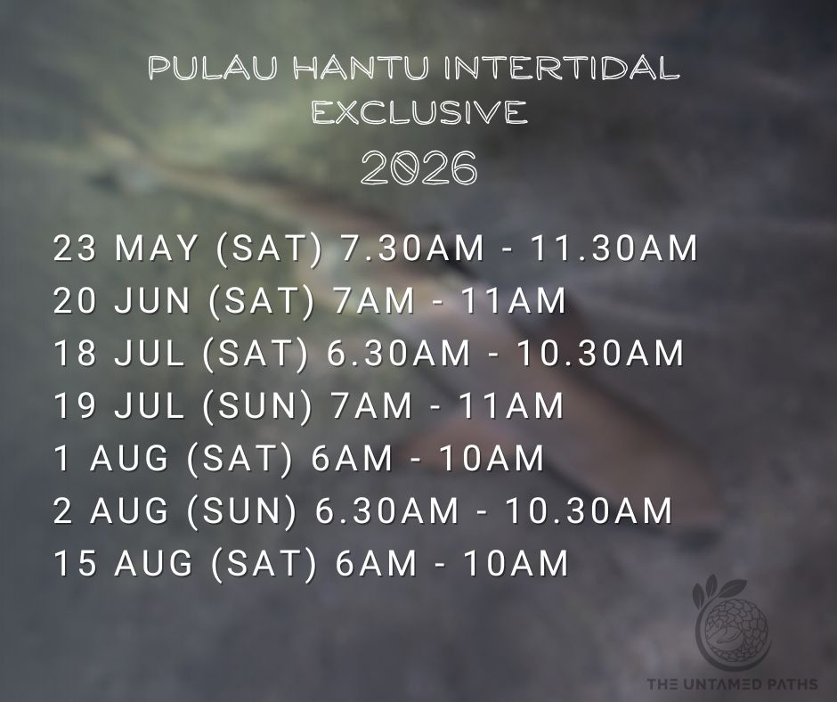Intertidal Walk Pulau Hantu