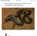 Rare Selangor mud snake rediscovered in Singapore after 106 years