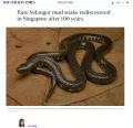 Featues - Rare Selangor mud snake rediscovered in Singapore after 106 years