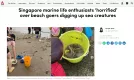 Featues - Singapore marine life enthusiasts ‘horrified’ over beach goers digging up sea creatures