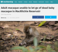 Featues - Adult macaque unable to let go of dead baby macaque in MacRitchie Reservoir
